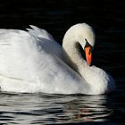 The Queen of the Lake