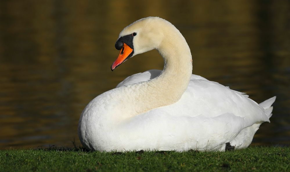 The 'Queen of the Lake'