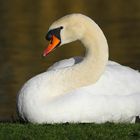 The 'Queen of the Lake'