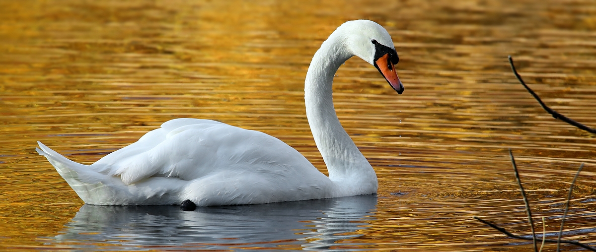 The Queen of the Lake