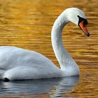 The Queen of the Lake