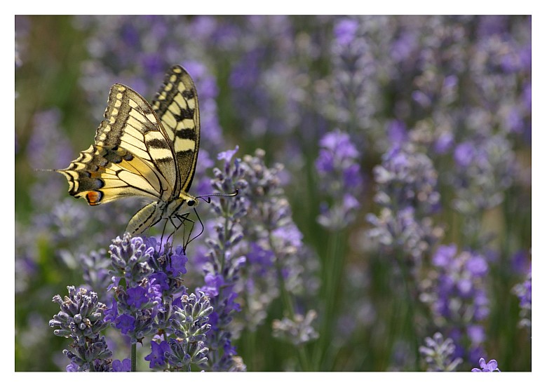 The queen of the lavender