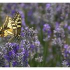 The queen of the lavender