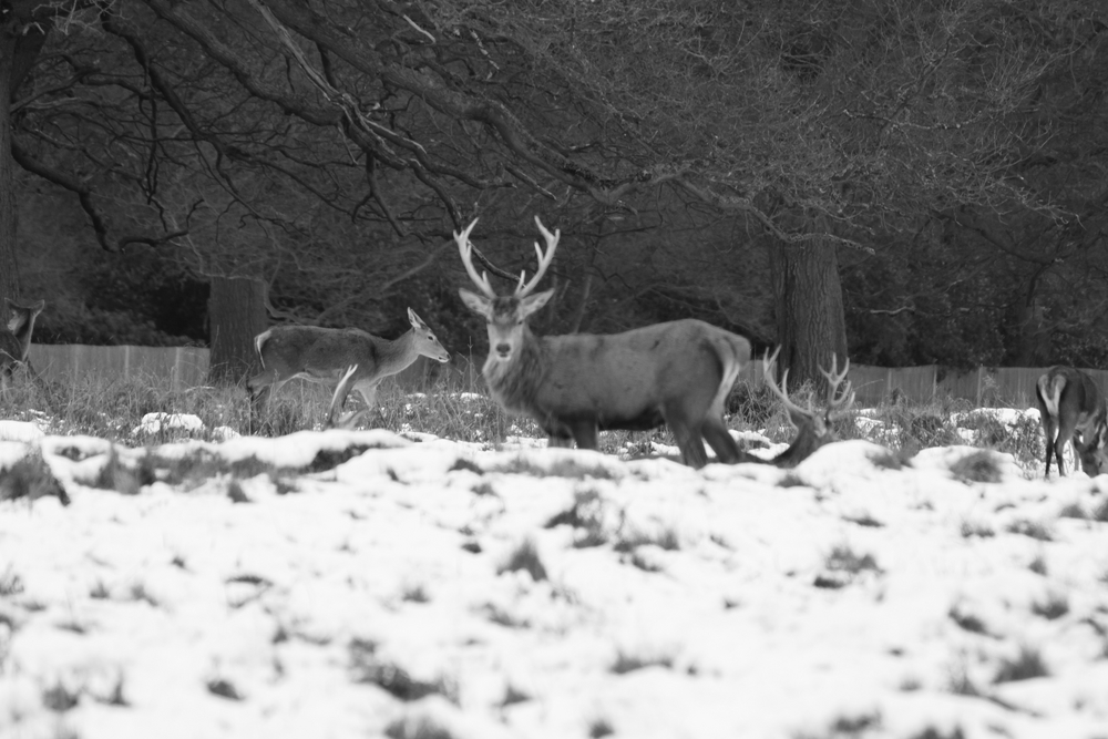 The Queens Deer