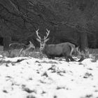 The Queens Deer