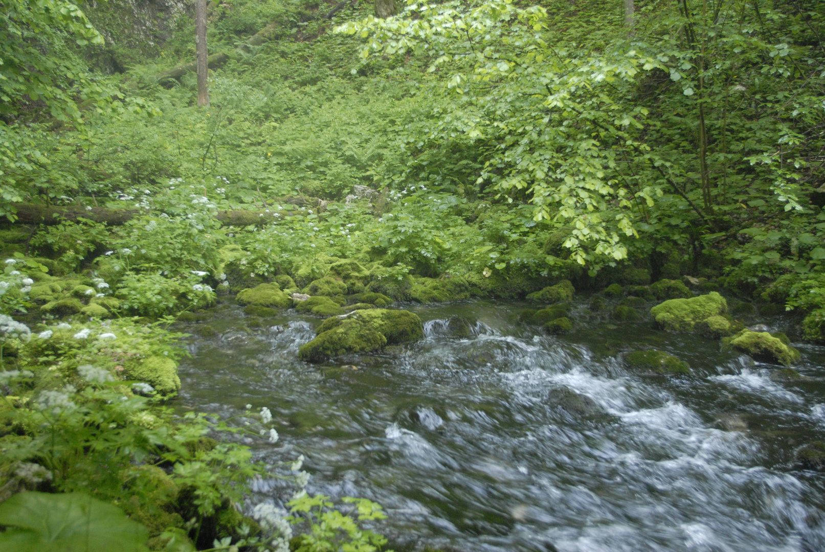 The Quell of the Black River in the NP Plitvice Lakes 1.st World Nature Eritage s.1979