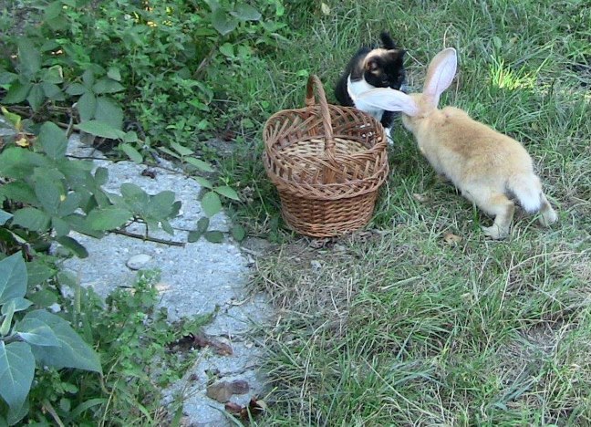 The rabbit and the cat