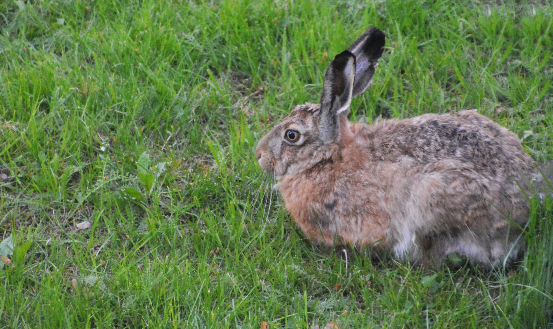 The rabbit on our yeld