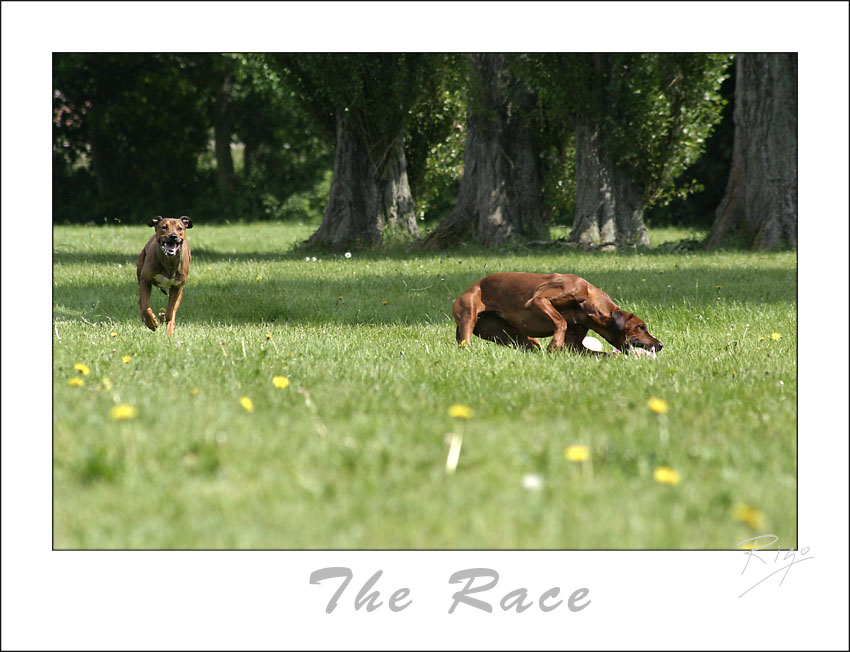 The Race..... [ a bad day for the rabbit]