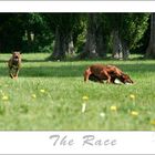 The Race..... [ a bad day for the rabbit]