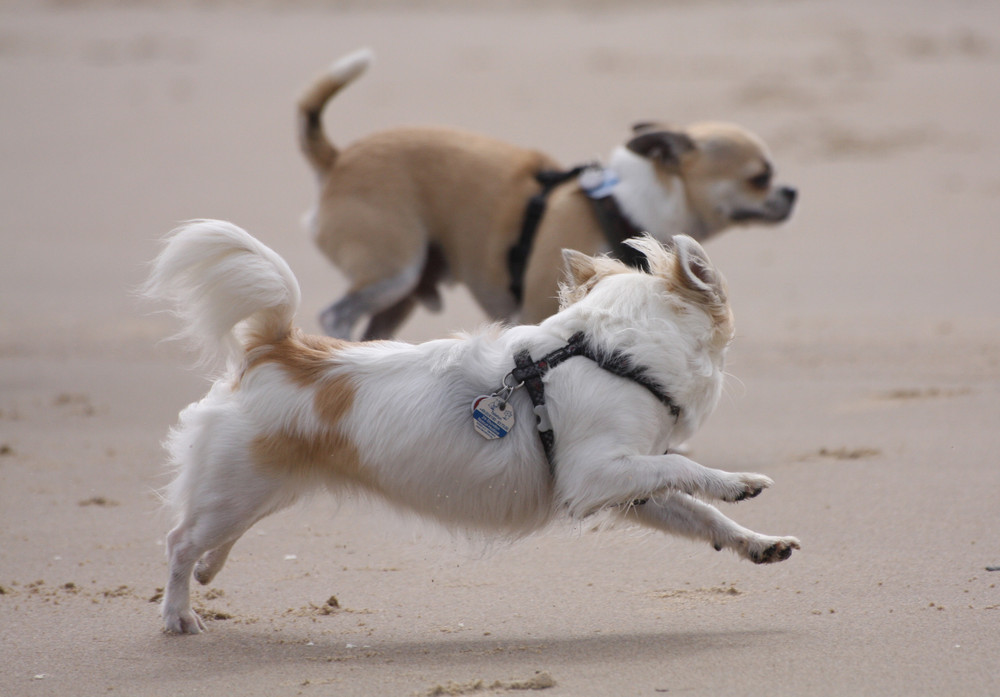 The Race - Chihuahua