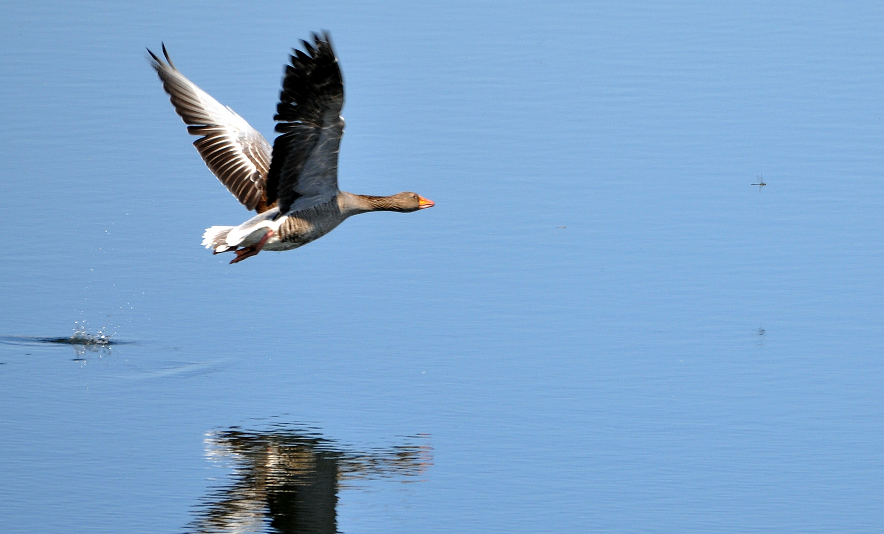 The Race....In der Startphase war die Libelle schneller.... ;-)