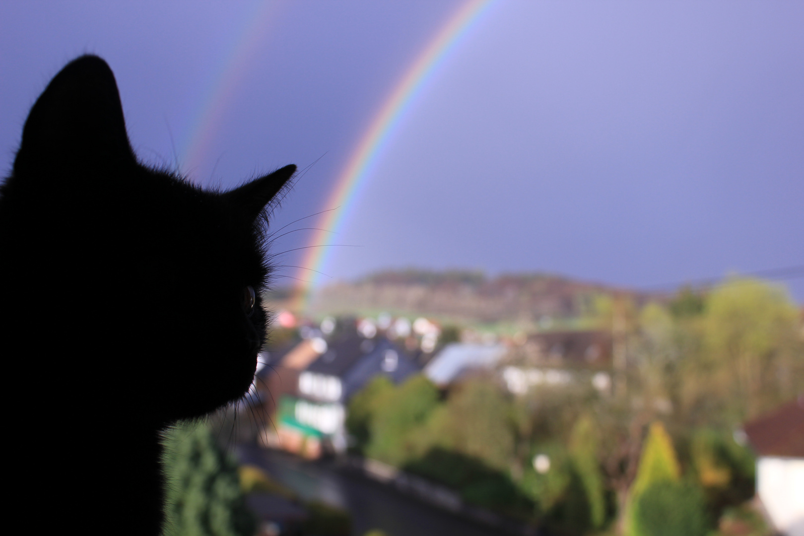 The rainbow cat :)