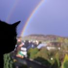 The rainbow cat :)