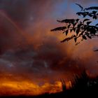 The rainbow, the sky and the tree... A true story