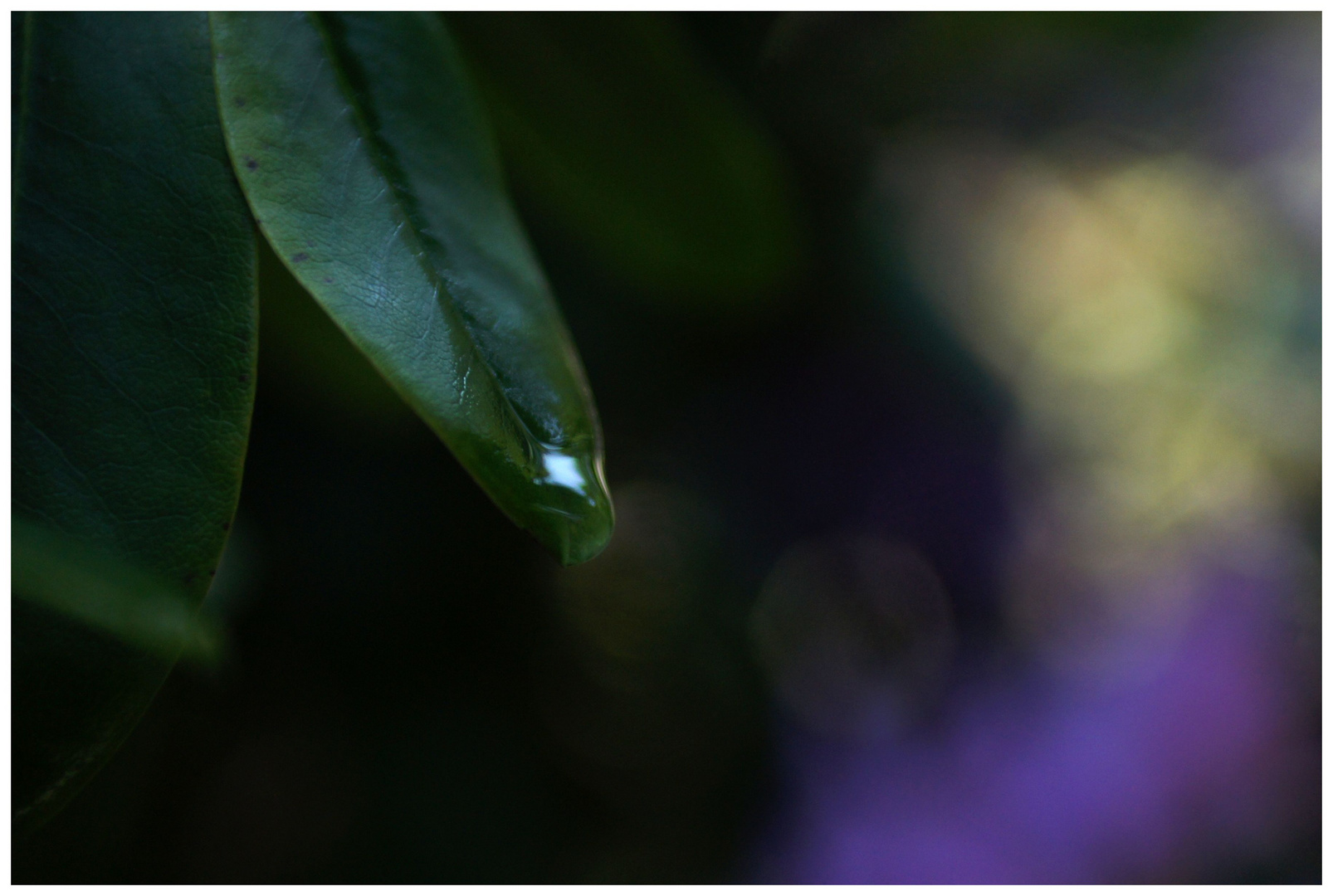 The raindrop