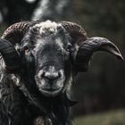 The ram