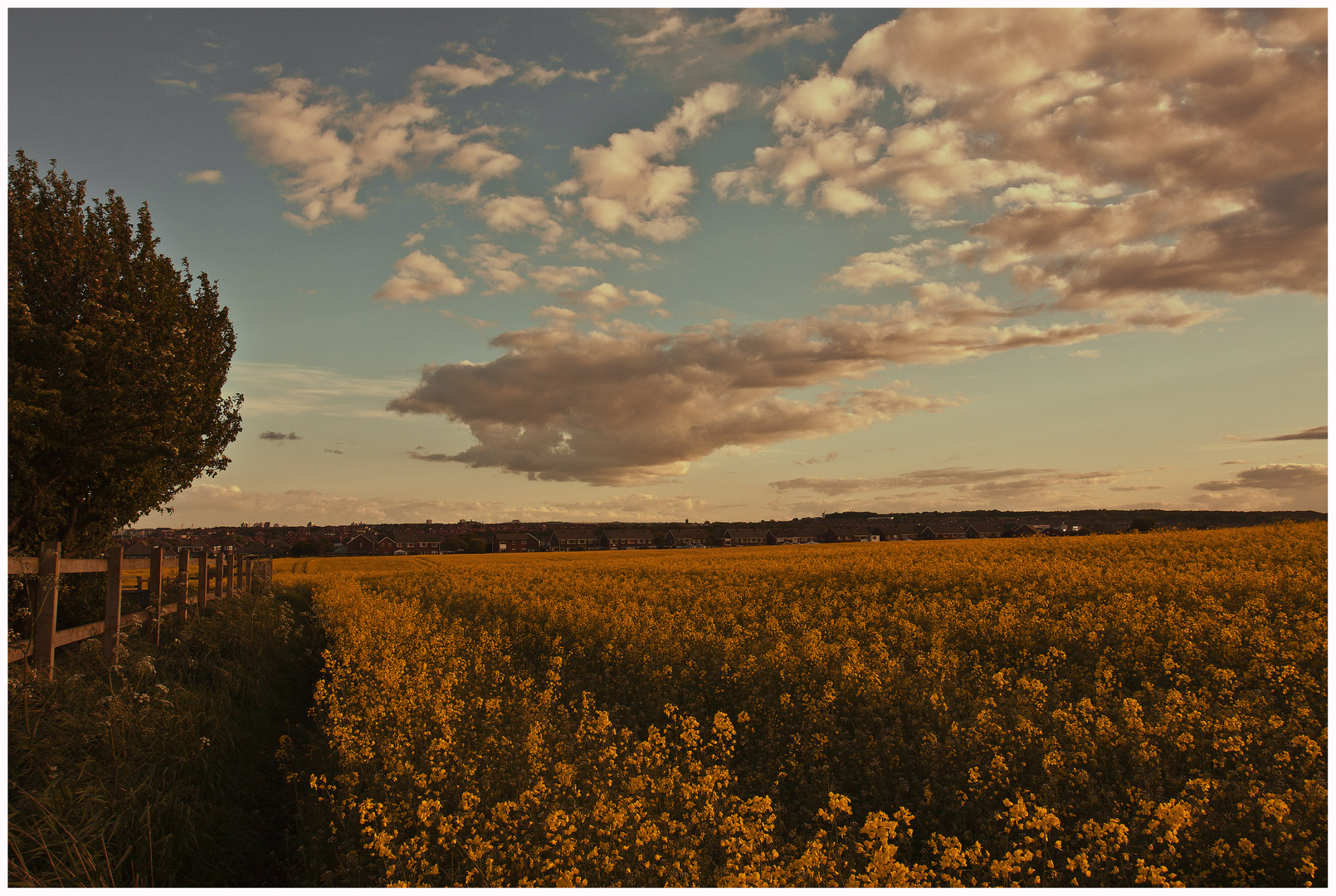 The Rapeseed View