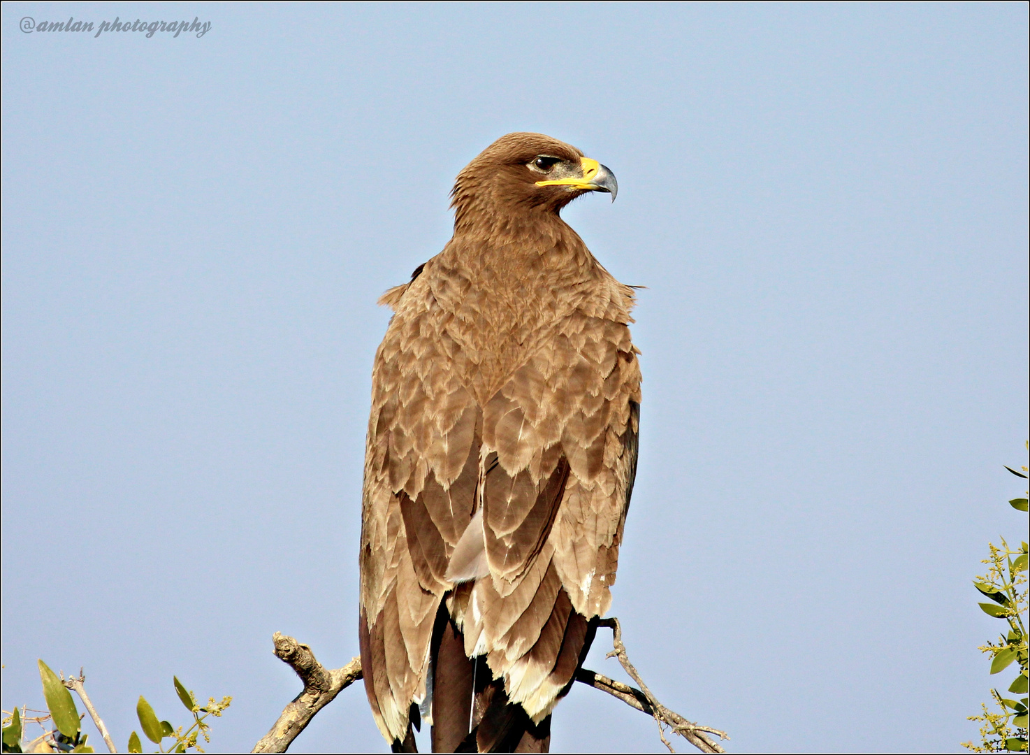 THE RAPTORS FROM GREATER RANN OF KUTCH