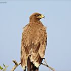 THE RAPTORS FROM GREATER RANN OF KUTCH