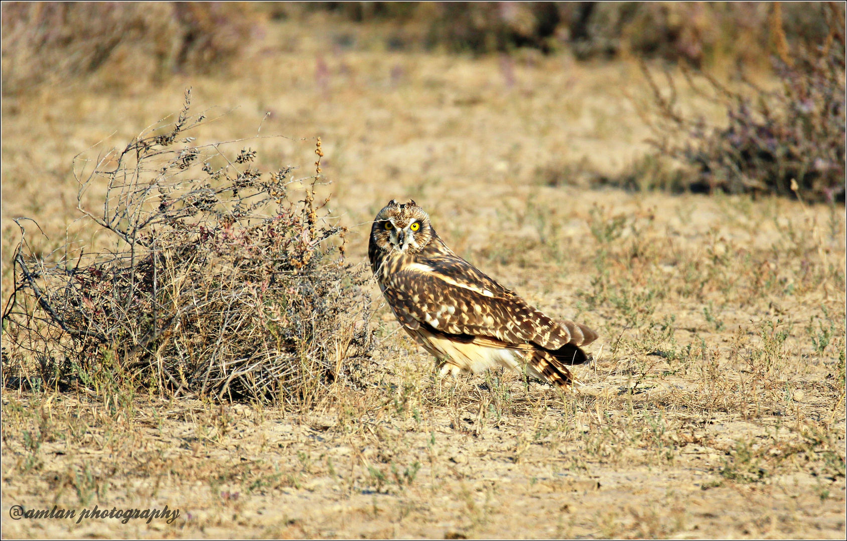 THE RAPTORS FROM GREATER RANN OF KUTCH