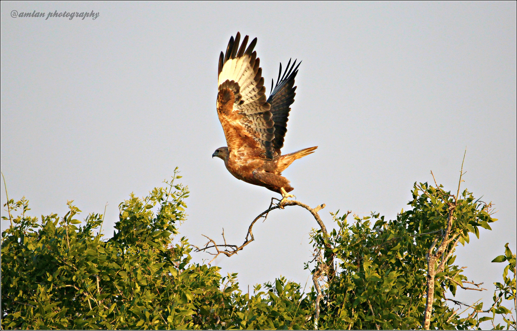 THE RAPTORS FROM GREATER RANN OF KUTCH