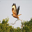 THE RAPTORS FROM GREATER RANN OF KUTCH