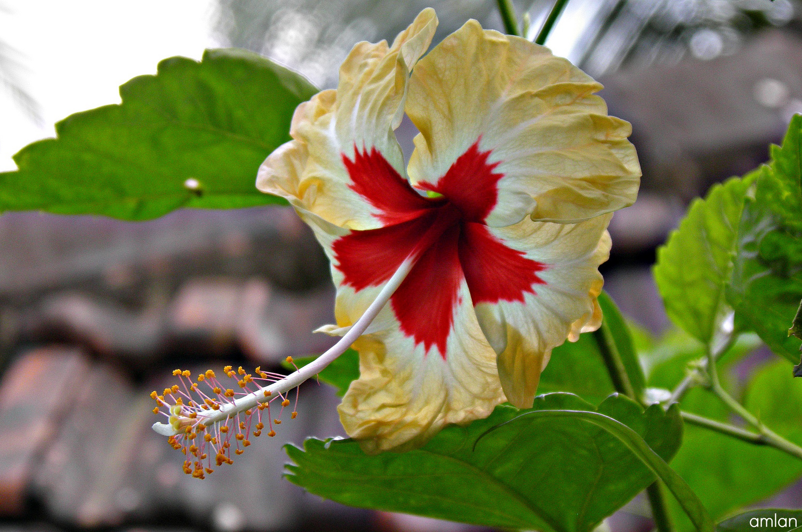 THE RARE HIBISCUS