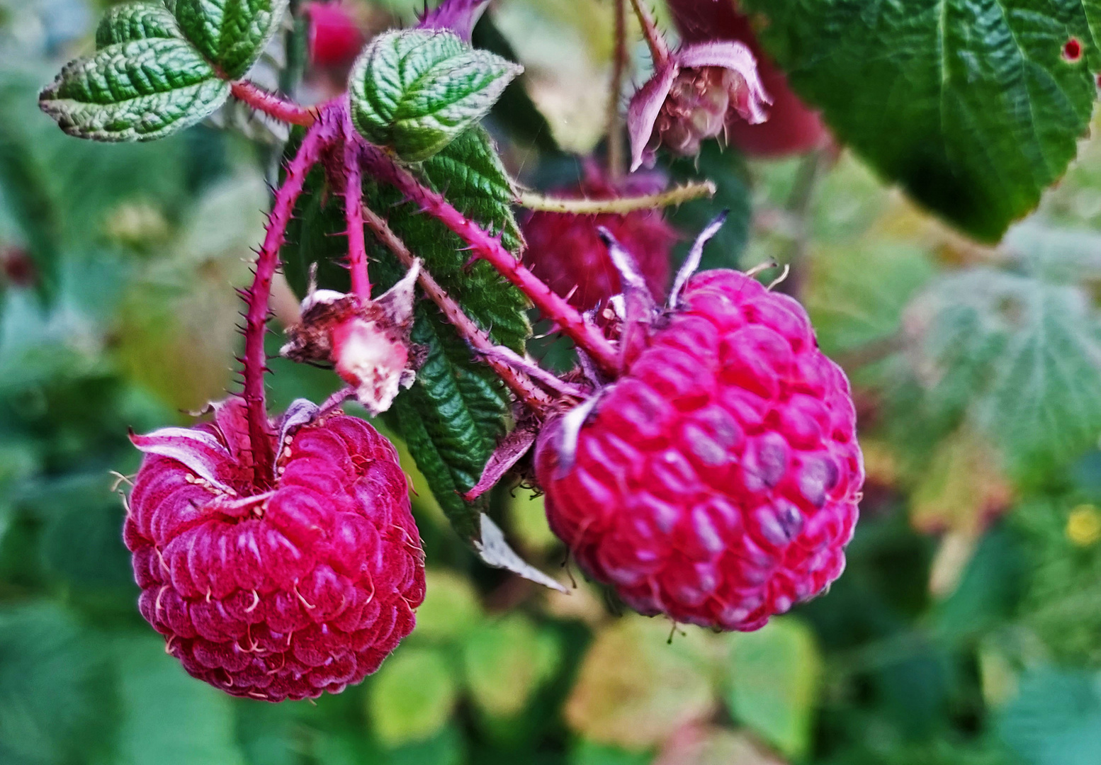 The raspberries 