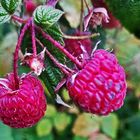 The raspberries 