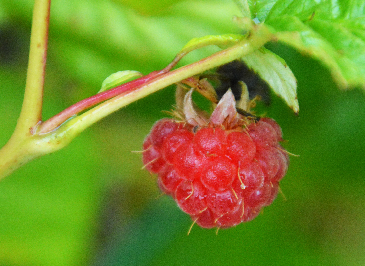 The raspberry