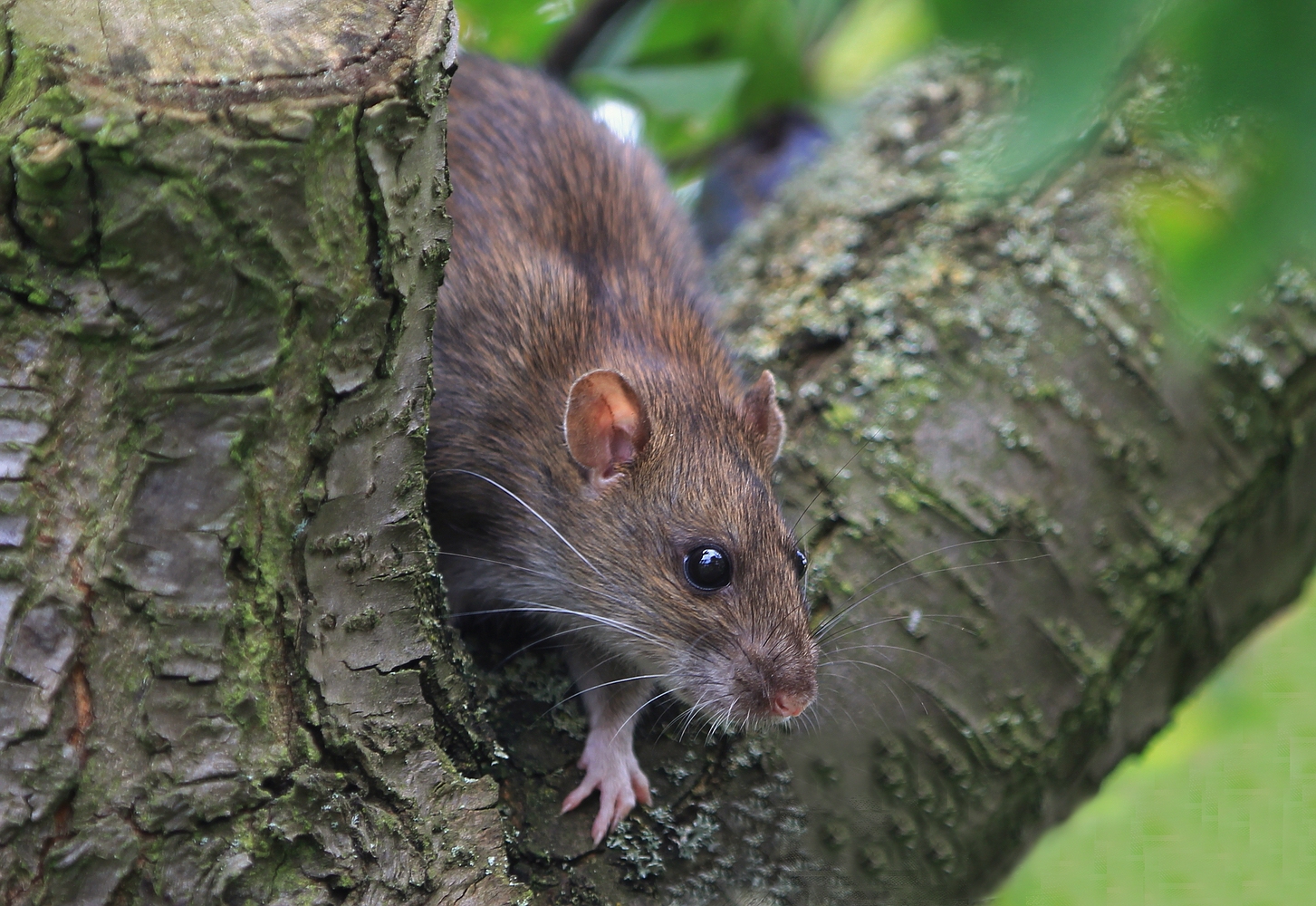 The rat foto bild tiere natur wildlife bilder auf fotocommunity