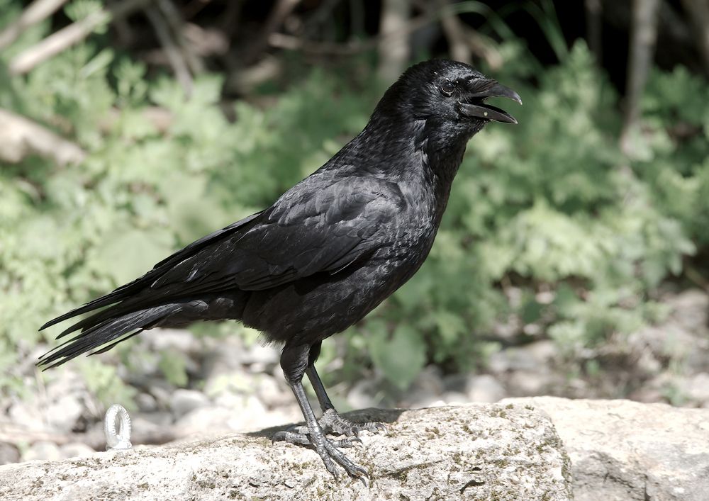 The raven 1 Foto & Bild | outdoor, natur, rabe Bilder auf fotocommunity