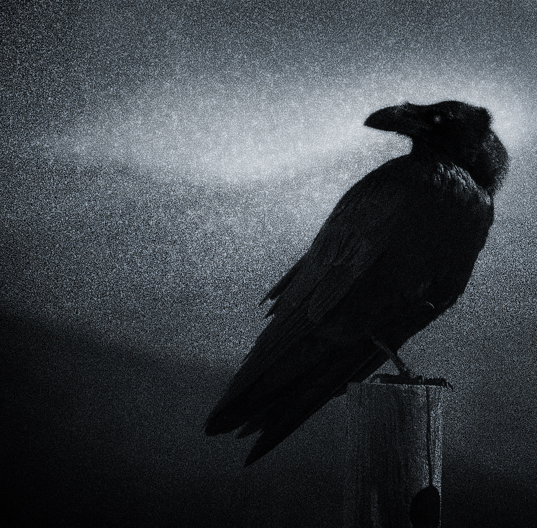 The Raven