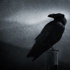 The Raven