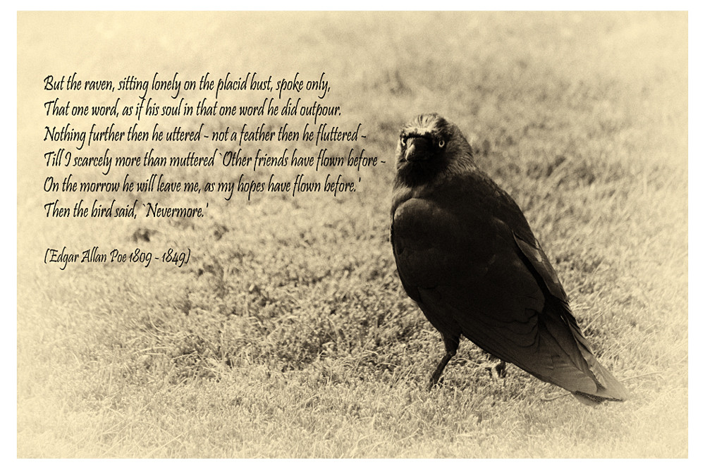 The Raven