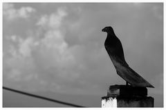 The Raven