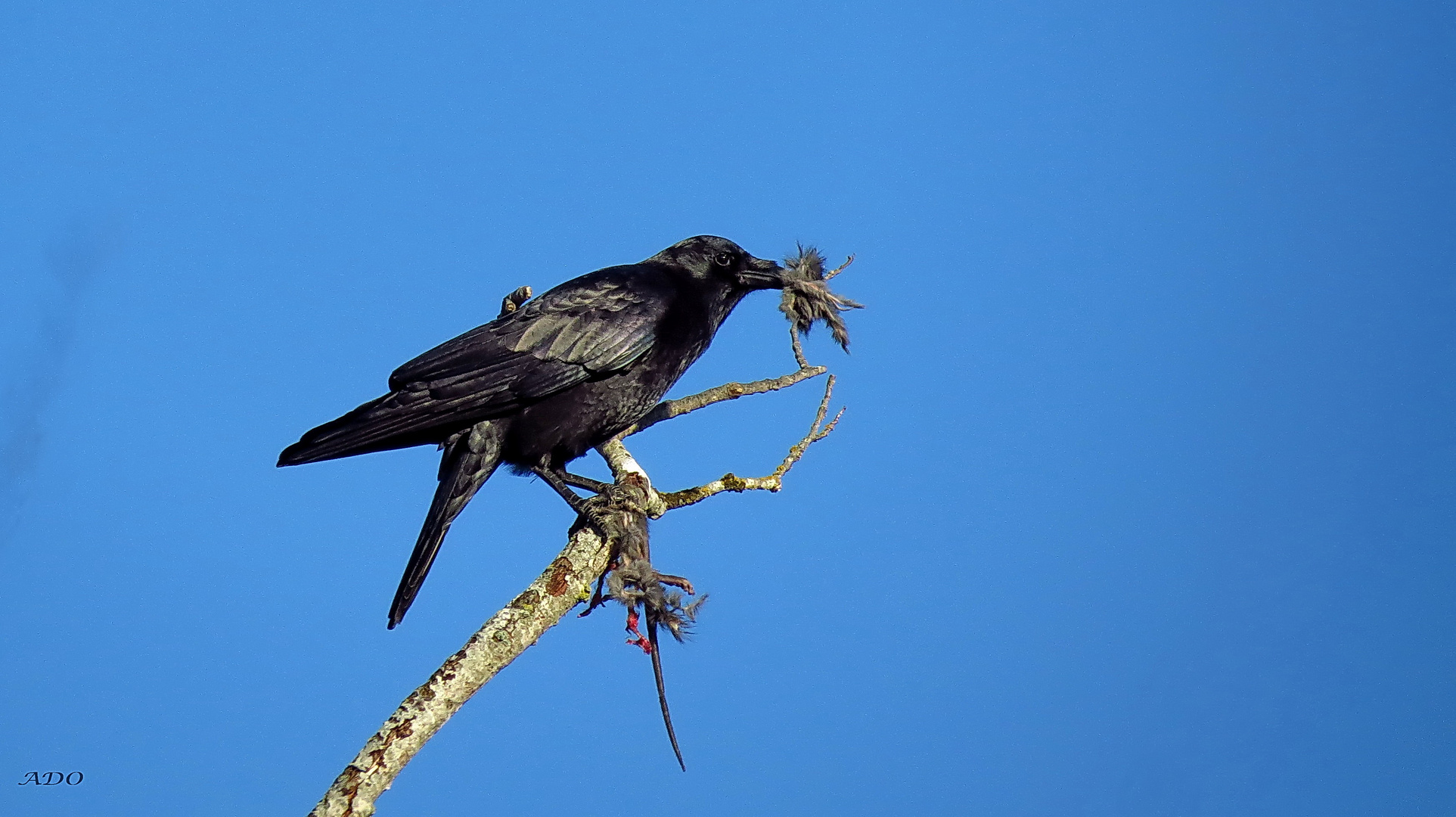 the Raven and the Rat