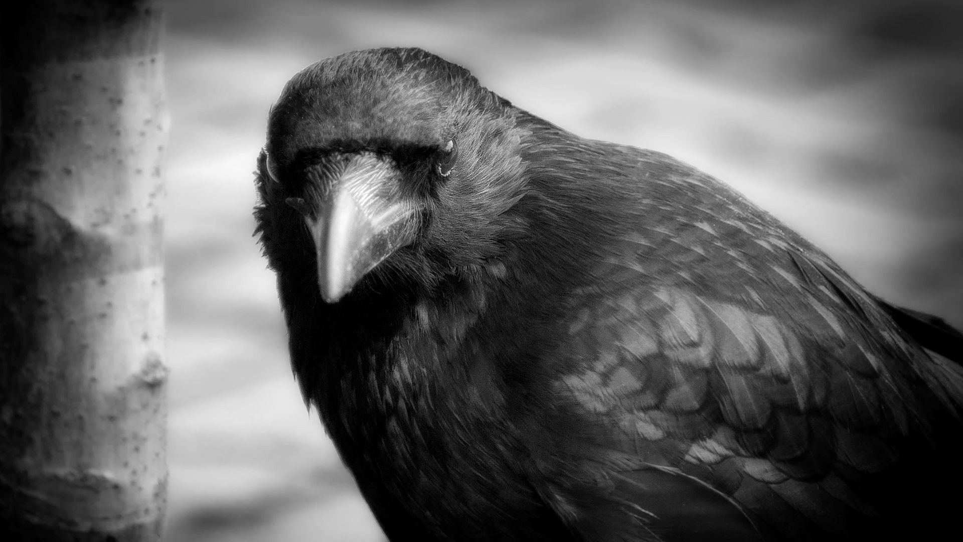 >>The Raven.