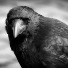 >>The Raven.<<