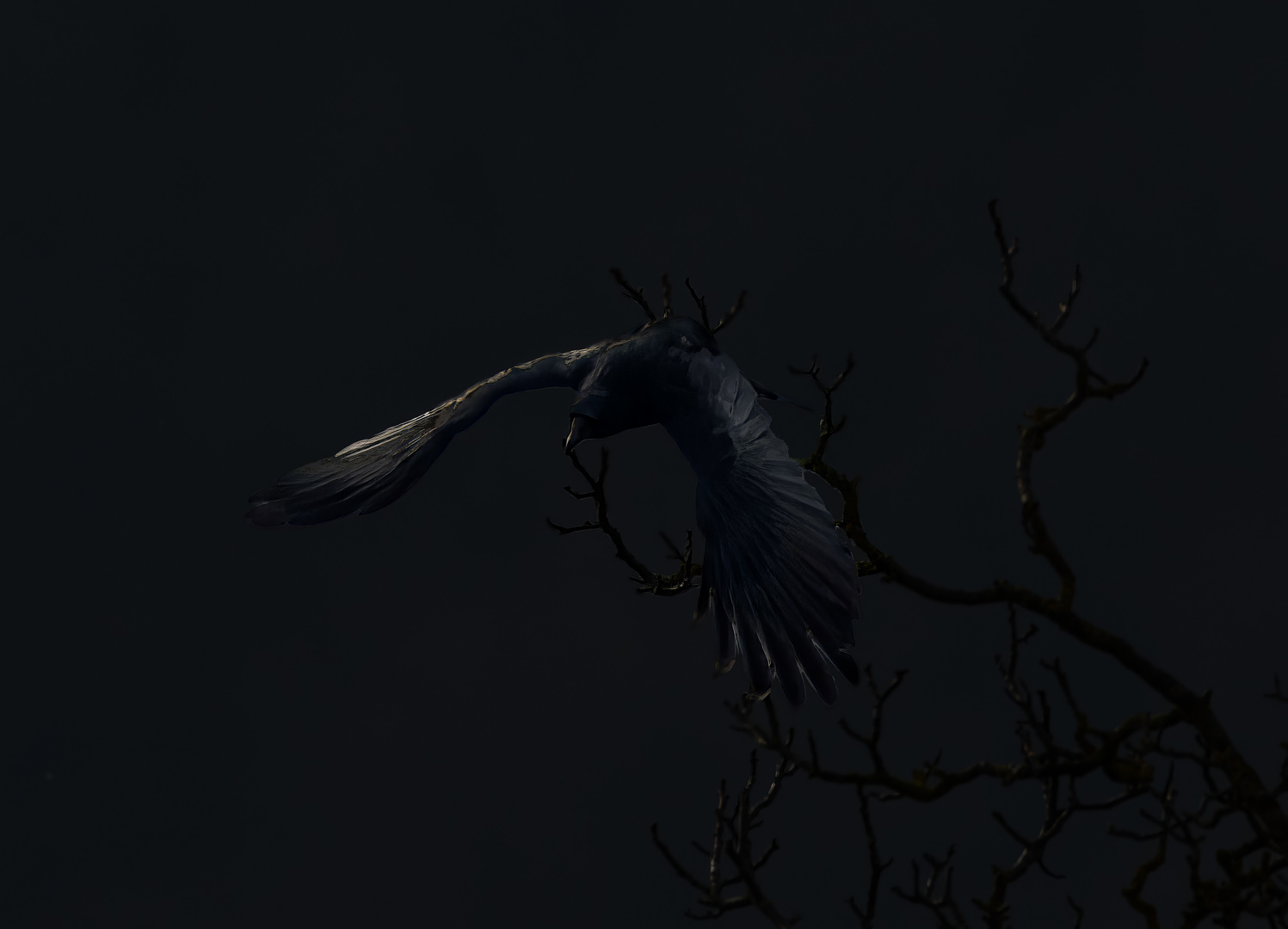 The Raven... nevermore