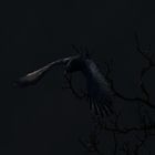 The Raven... nevermore