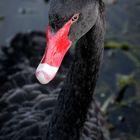 The Real Black Swan