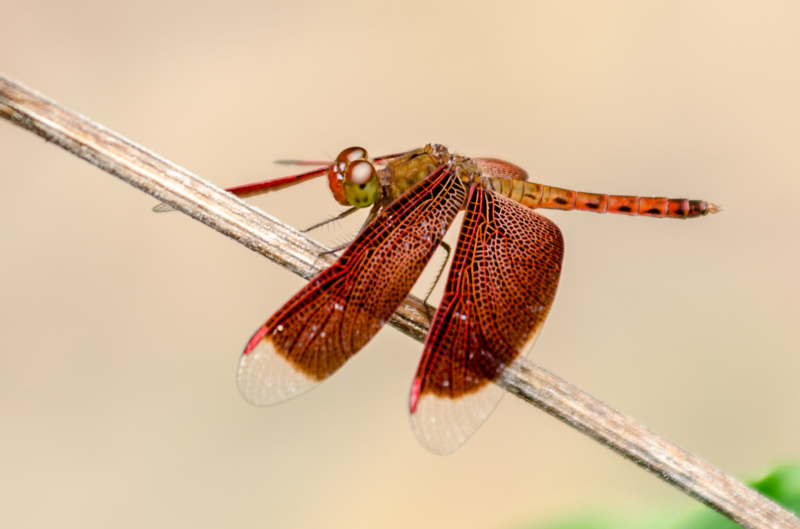 The "real" Dragonfly