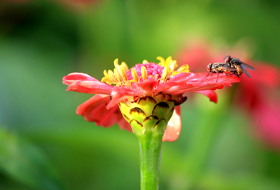 the reason why the fly population increase