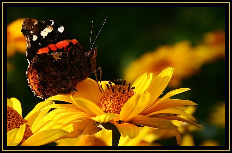 The red Admiral