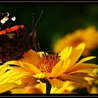 The red Admiral