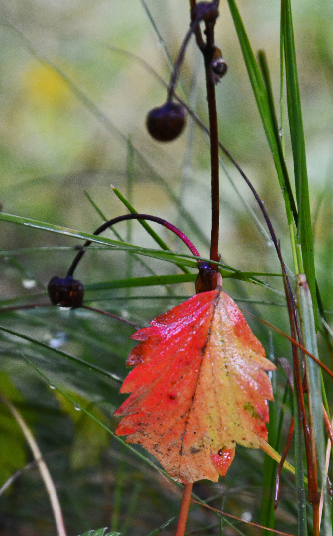 The red and orange leave