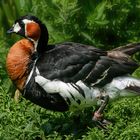 The red-breasted goose