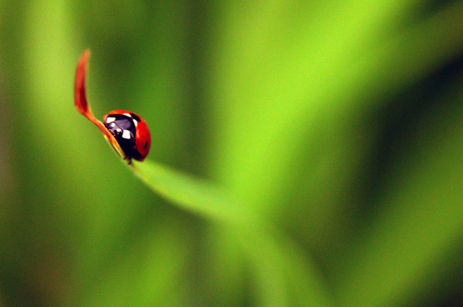 The red creature in one green world